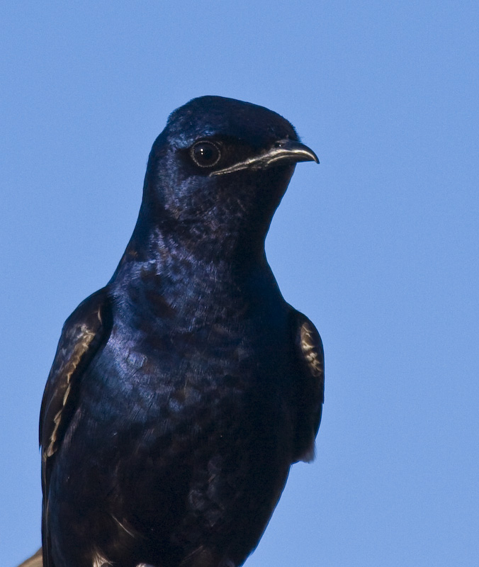 Purple Martin